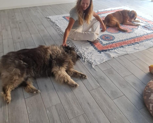 14 Sesión de reiki para personas y animales en Palm-Mar, Tenerife
