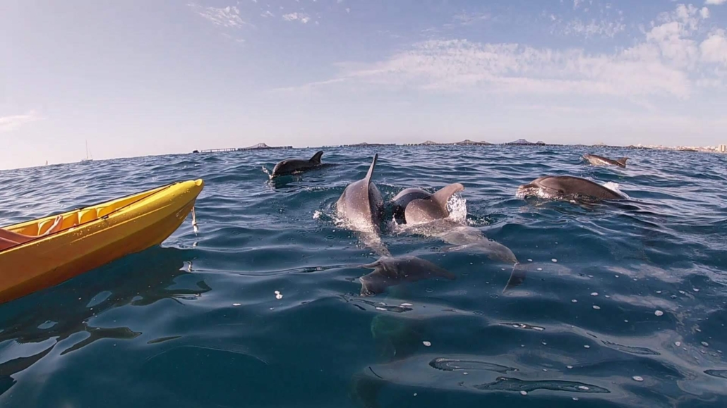 Avistamiento de delfines durante excursión en kayak en Palm-Mar, Tenerife
